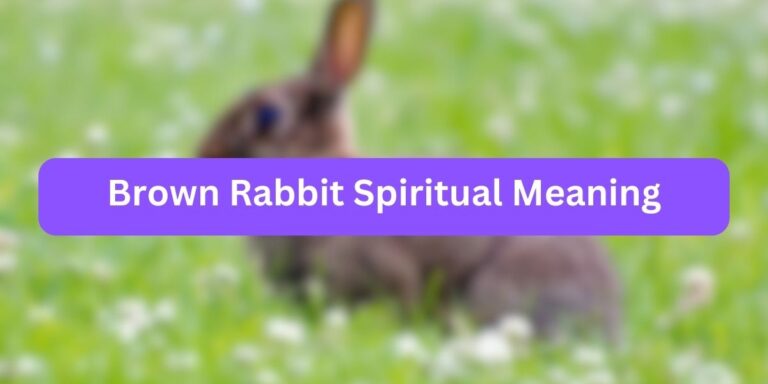 Brown Rabbit Spiritual Meaning (8 Unknown Meaning)
