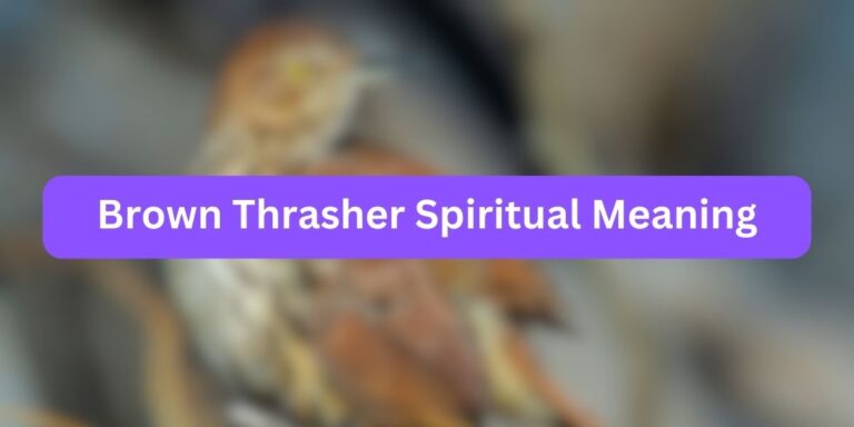 Brown Thrasher Spiritual Meaning (Symbolic Facts)