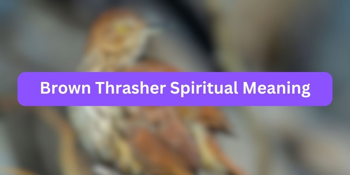Brown Thrasher Spiritual Meaning