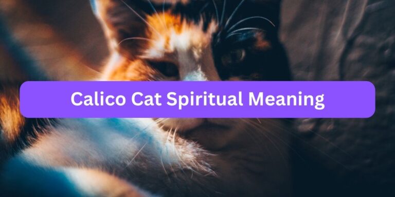 Calico Cat Spiritual Meaning (Myths vs Reality)