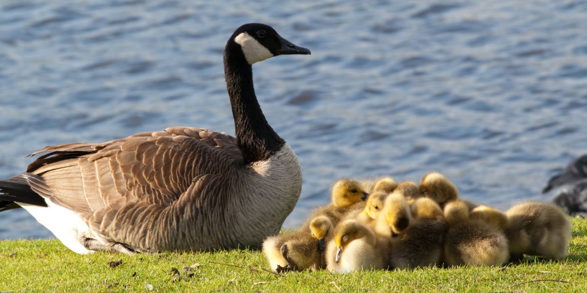 Canadian Geese Spiritual Meaning (Expert Tips)