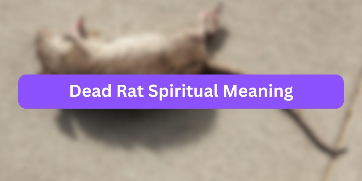 Dead Rat Spiritual Meaning