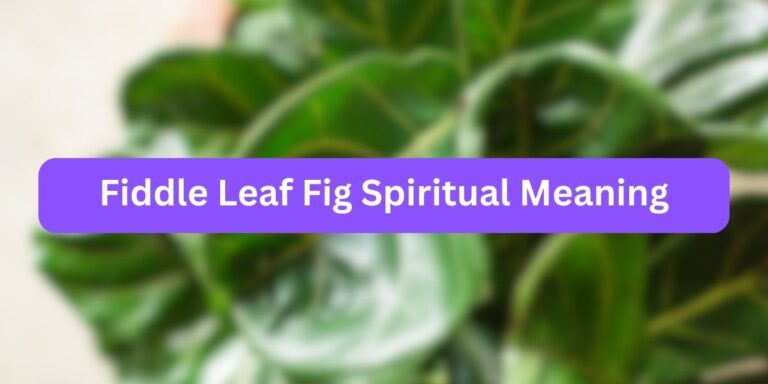 Fiddle Leaf Fig Spiritual Meaning (Nature Wonders)