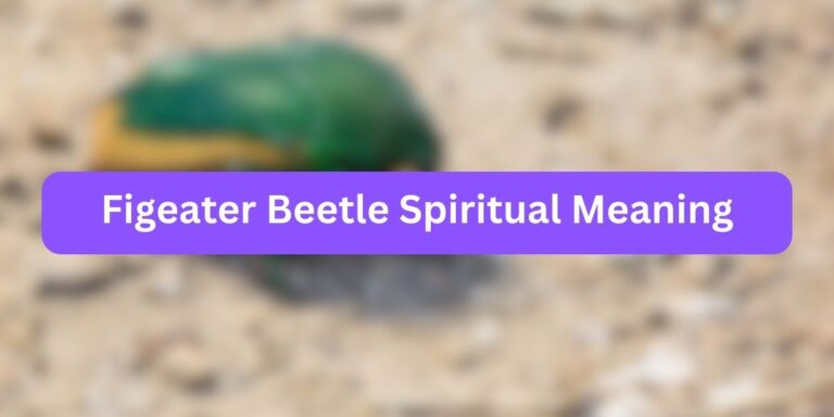 Figeater Beetle Spiritual Meaning (Must Read)