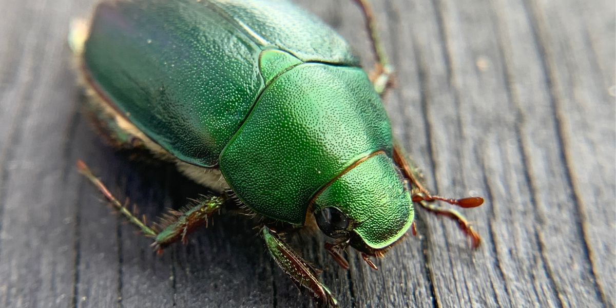 Figeater Beetle Spiritual Meaning (Must Read)