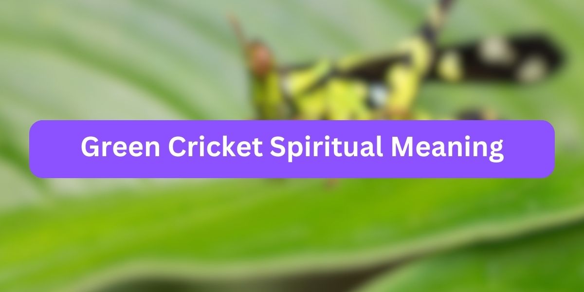 Green Cricket Spiritual Meaning