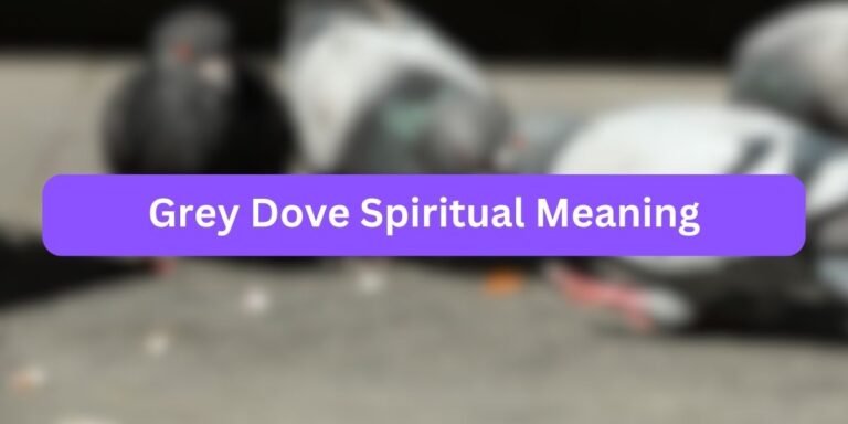 Grey Dove Spiritual Meaning (7+ Mystical Meaning)