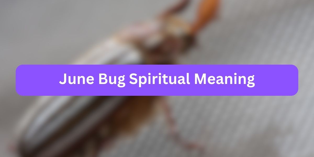 June Bug Spiritual Meaning