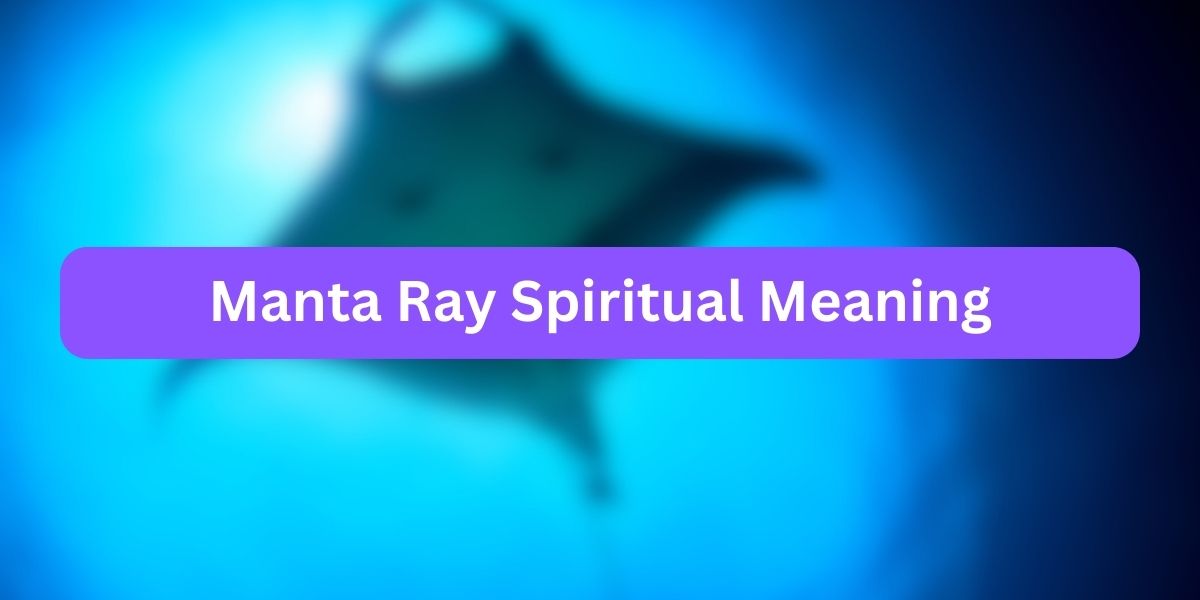 Manta Ray Spiritual Meaning
