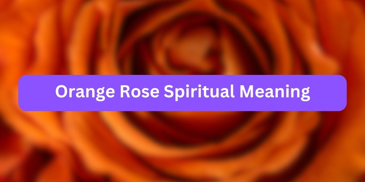 Orange Rose Spiritual Meaning