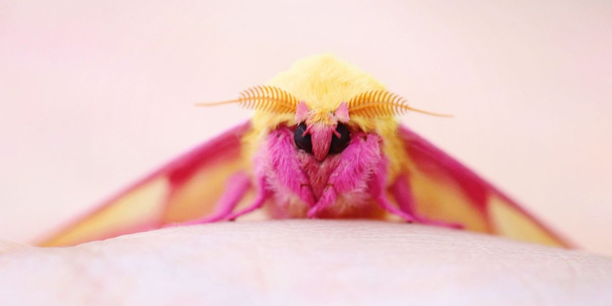 Rosy Maple Moth Spiritual Meaning (Unknown Facts)