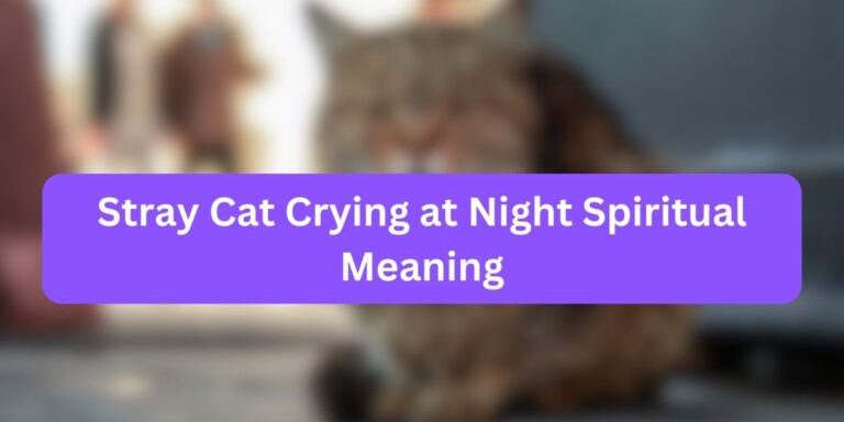 Stray Cat Crying at Night Spiritual Meaning (Mystery Behind)