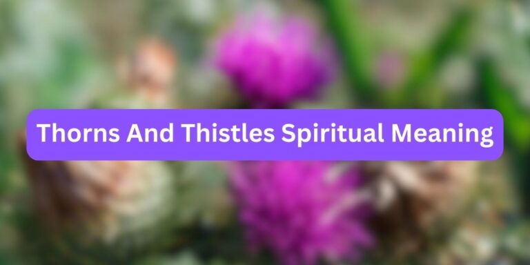 Thorns and Thistles Spiritual Meaning (Hidden Messages)