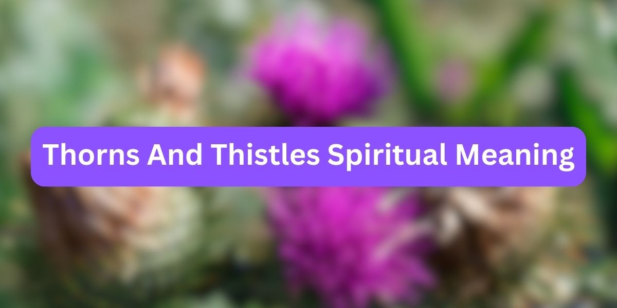 Thorns And Thistles Spiritual Meaning
