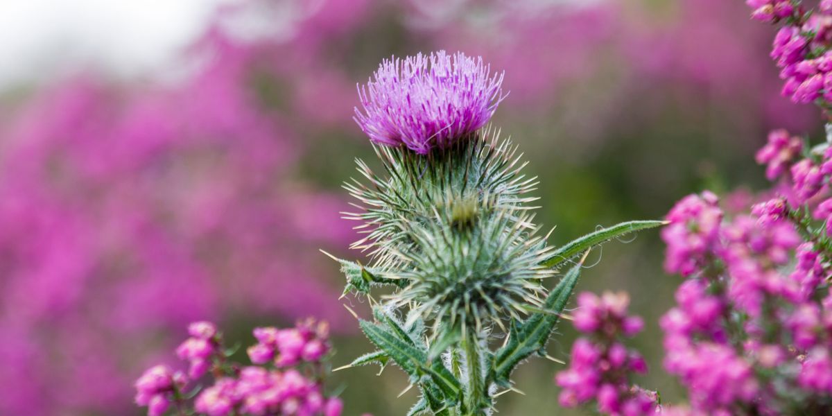 Thorns and Thistles Spiritual Meaning (Hidden Messages)