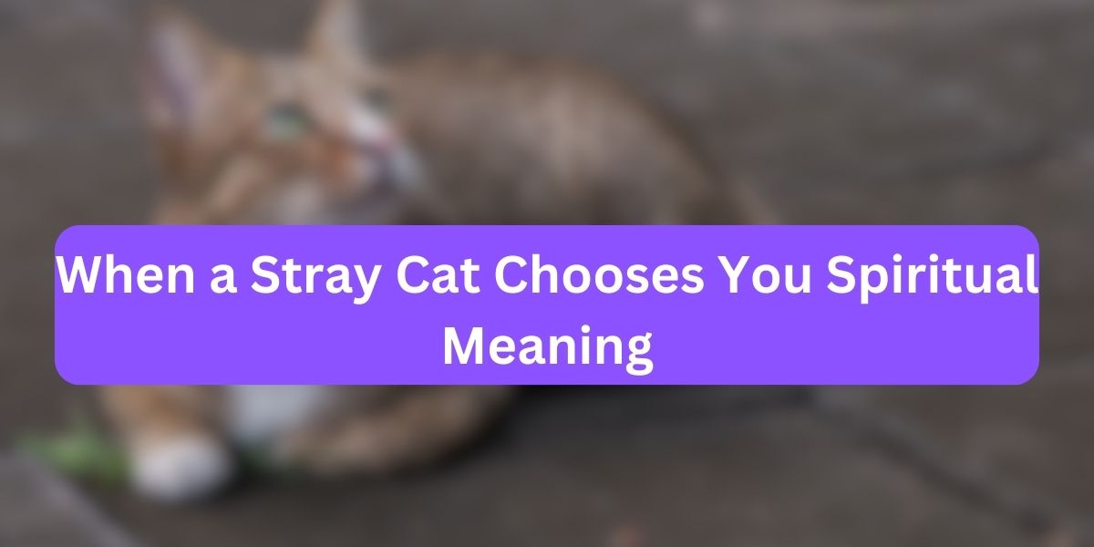 When a Stray Cat Chooses You Spiritual Meaning