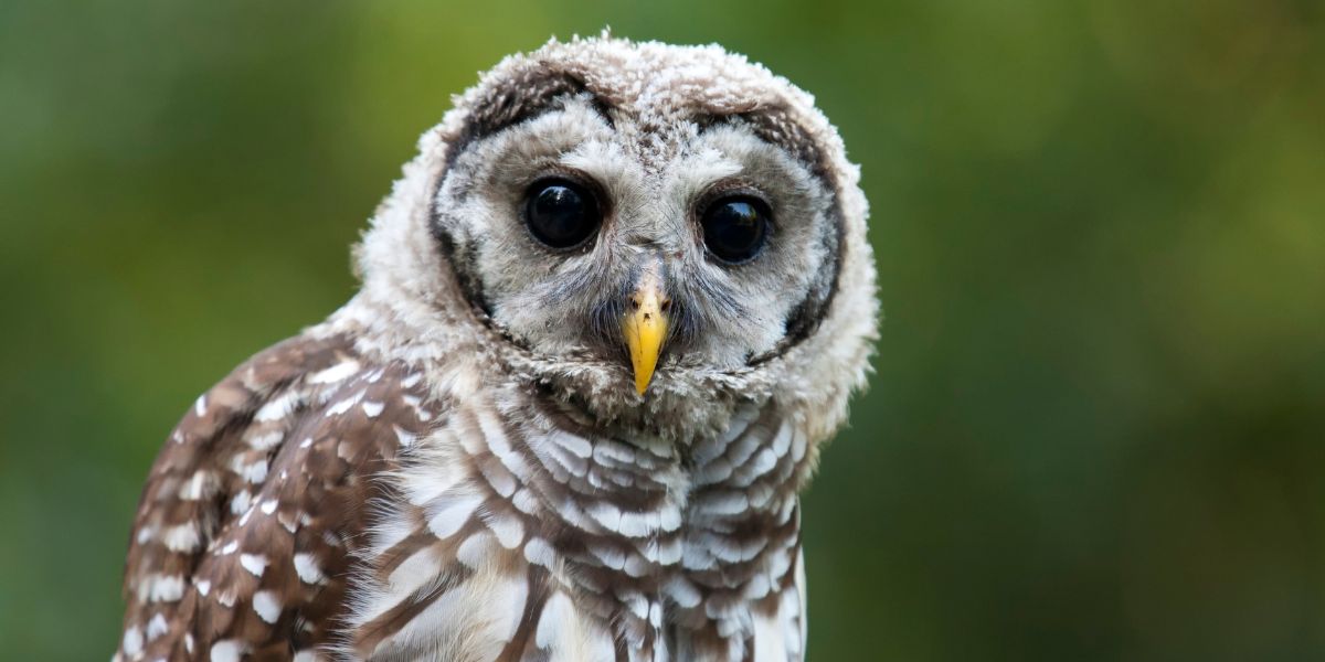 Barred Owl Spiritual Meaning (9 Symbolic Facts)