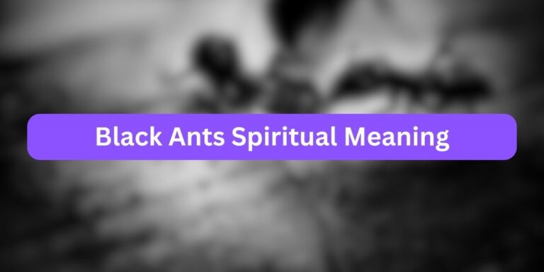 Black Ants Spiritual Meaning (Mysteries Facts)