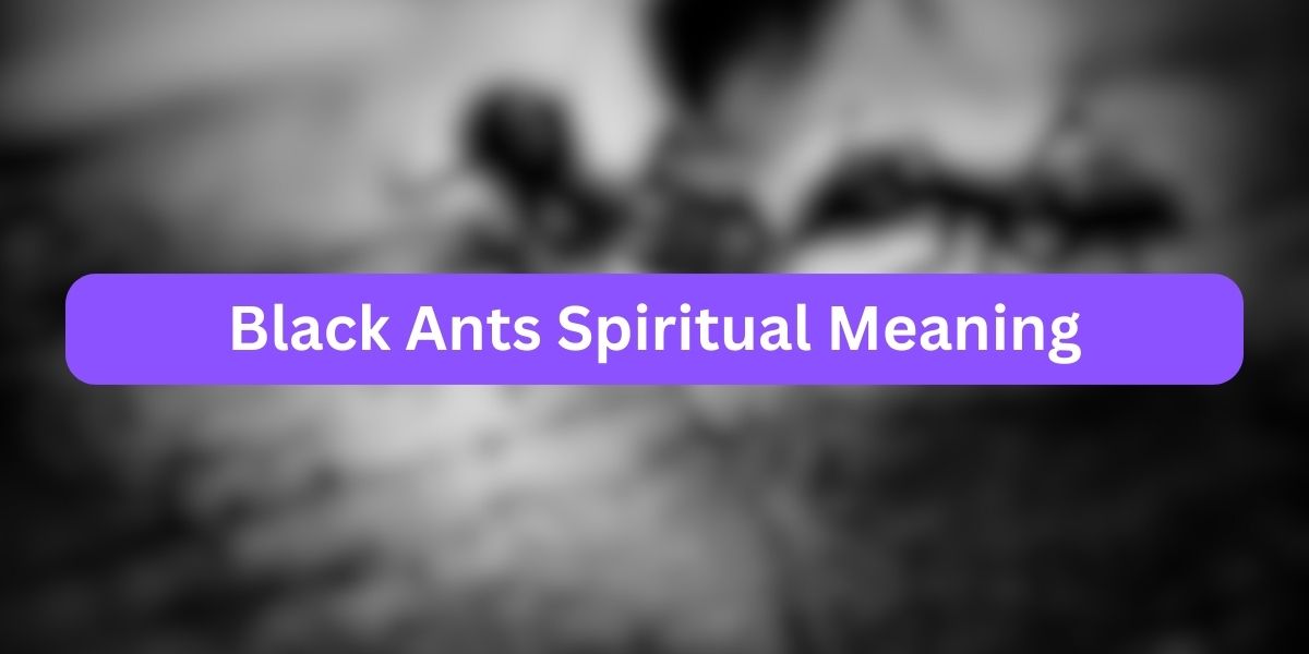 Black Ants Spiritual Meaning