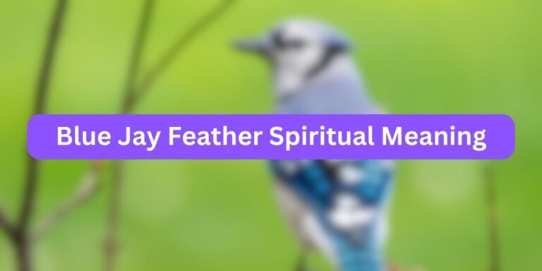 Blue Jay Feather Spiritual Meaning (9 Unlocked Facts)