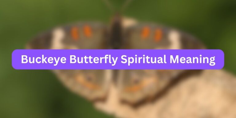 Buckeye Butterfly Spiritual Meaning (Symbolism to Know)