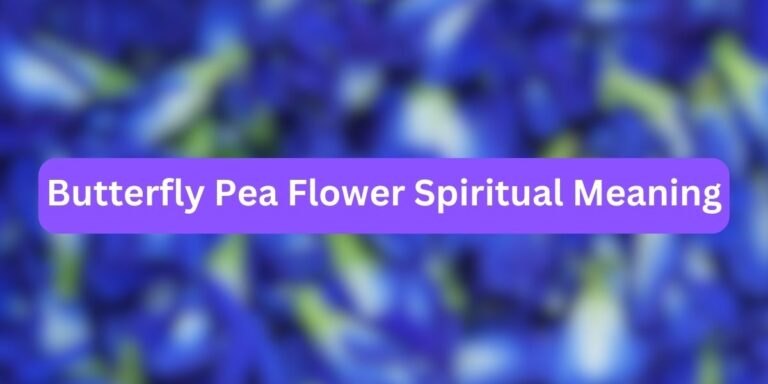 Butterfly Pea Flower Spiritual Meaning (9 Inner Meaning)