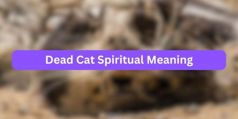 Dead Cat Spiritual Meaning (Sadness Truth)