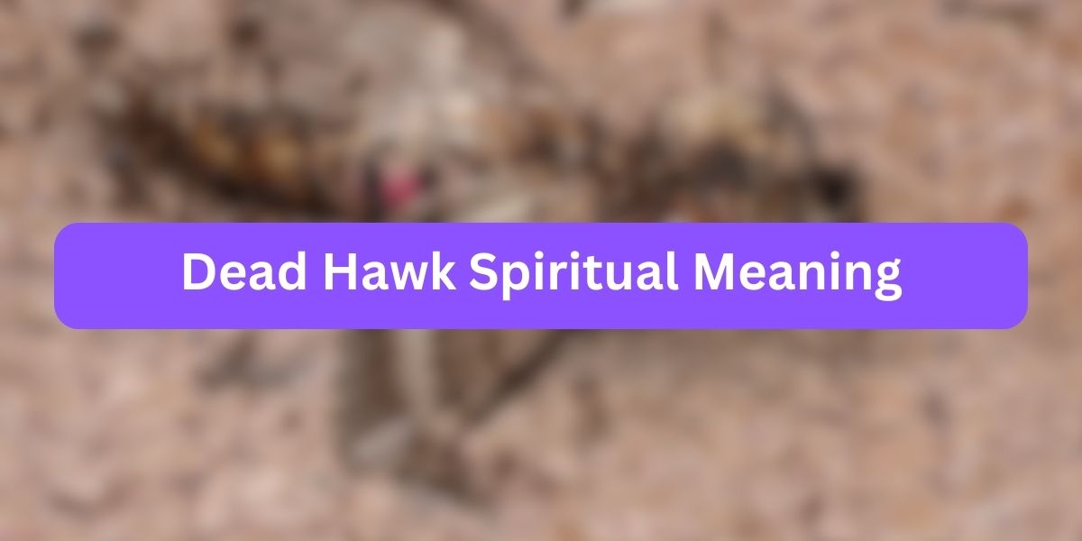 Dead Hawk Spiritual Meaning