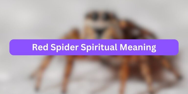 Red Spider Spiritual Meaning (with Interesting Facts)