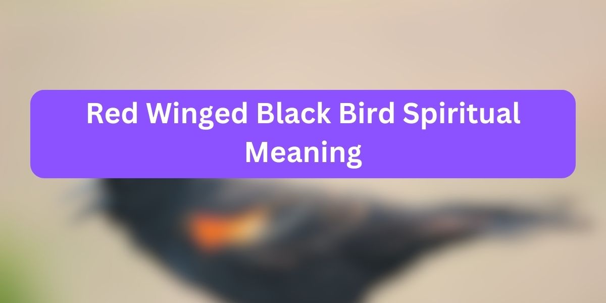 Red Winged Black Bird Spiritual Meaning