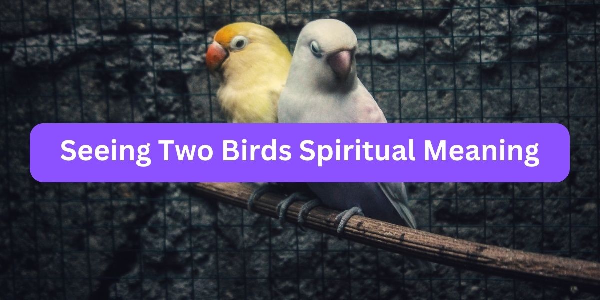 Seeing Two Birds Spiritual Meaning