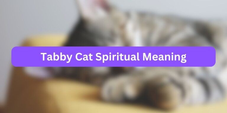 Tabby Cat Spiritual Meaning (Mystical Meanings)