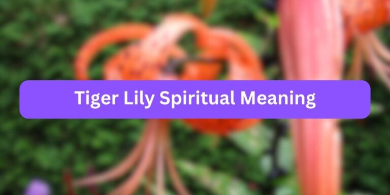 Tiger Lily Spiritual Meaning: What Does it Mean?