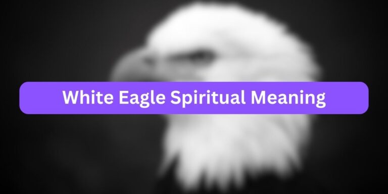 White Eagle Spiritual Meaning (10 Powerful Meaning)