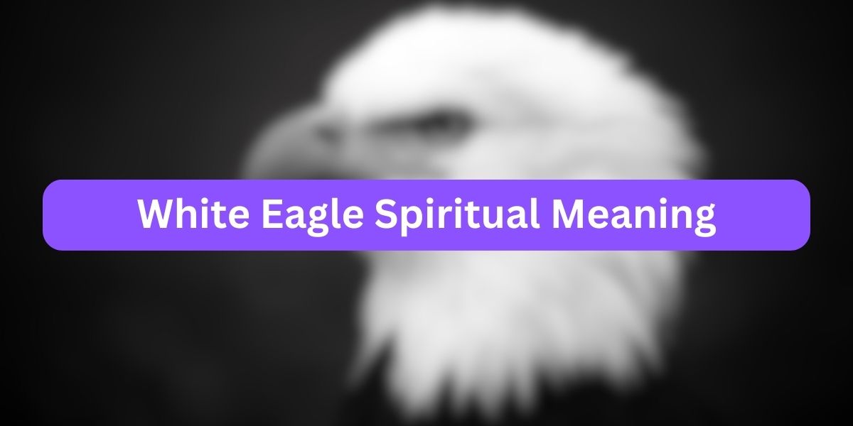White Eagle Spiritual Meaning