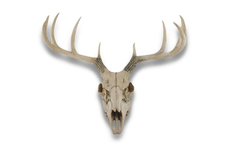 Deer Skull Spiritual Meaning: Unlocking the Mysteries