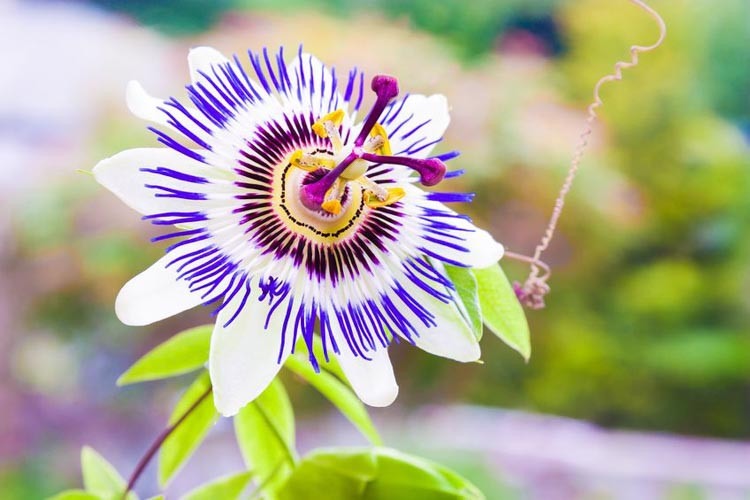 Passion Flower Spiritual Meaning