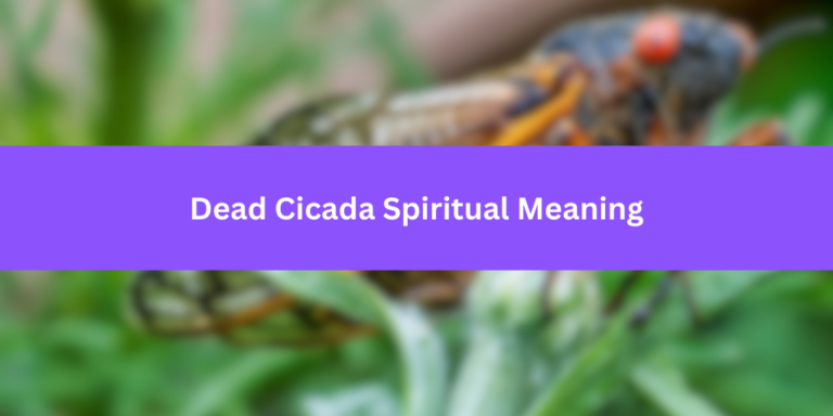 Dead Cicada Spiritual Meaning: Unveiling the Spiritual Symbolism