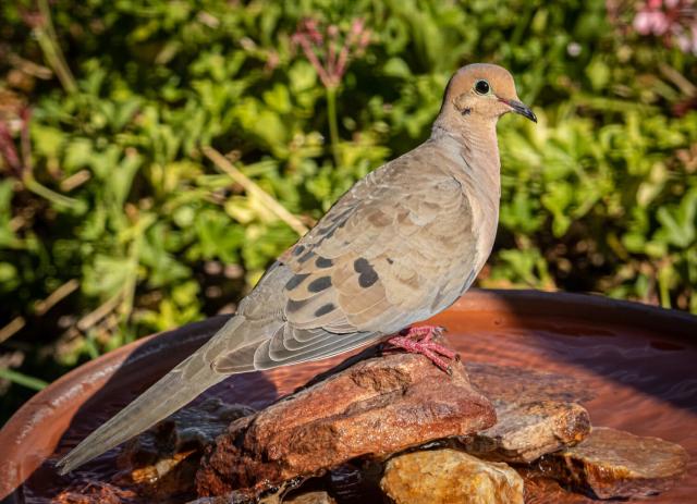 Hearing Mourning Dove Spiritual Meaning  : Uncover the Symbolic Significance