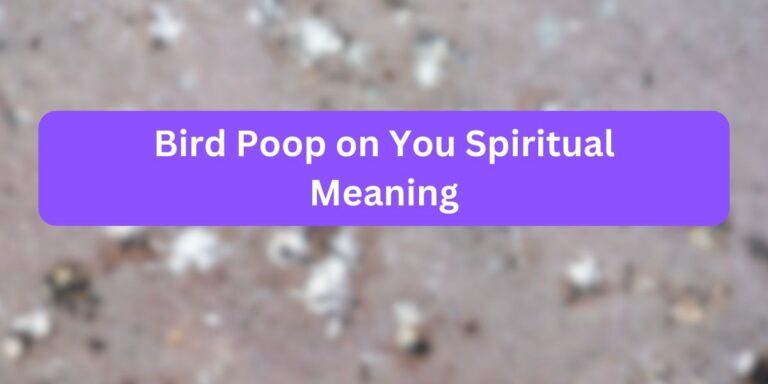 Bird Poop on You Spiritual Meaning (9 FACTS)