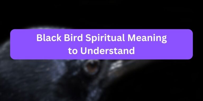 Black Bird Spiritual Meaning (10 Mystical Facts)