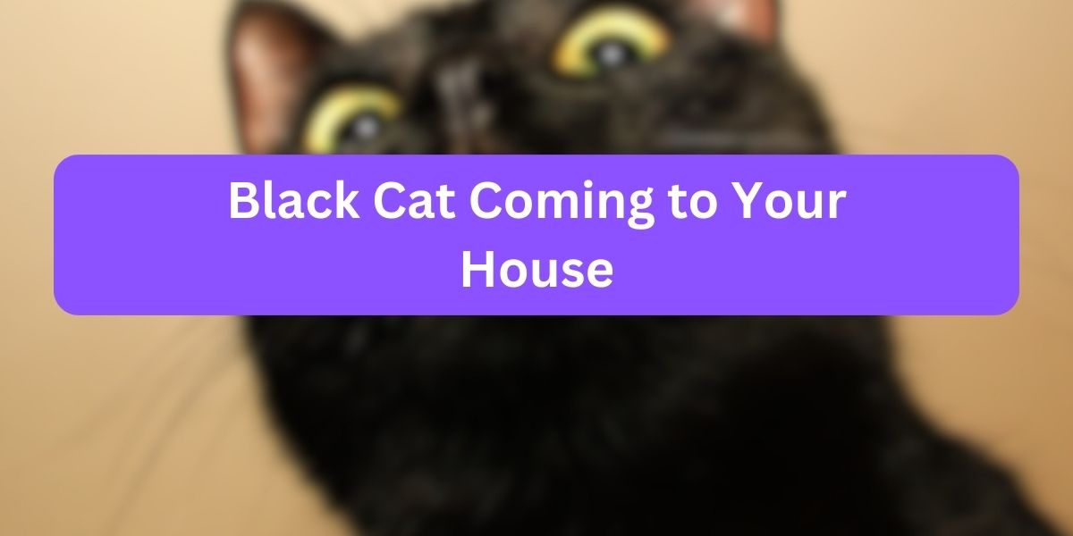 Black Cat Coming to Your House Spiritual Meaning