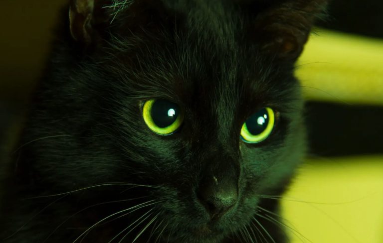 Black Cat With Green Eyes Spiritual Meaning  : Mystical Insights and Symbolism