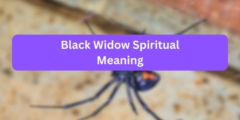 Black Widow Spiritual Meaning (10 Unknown Facts)