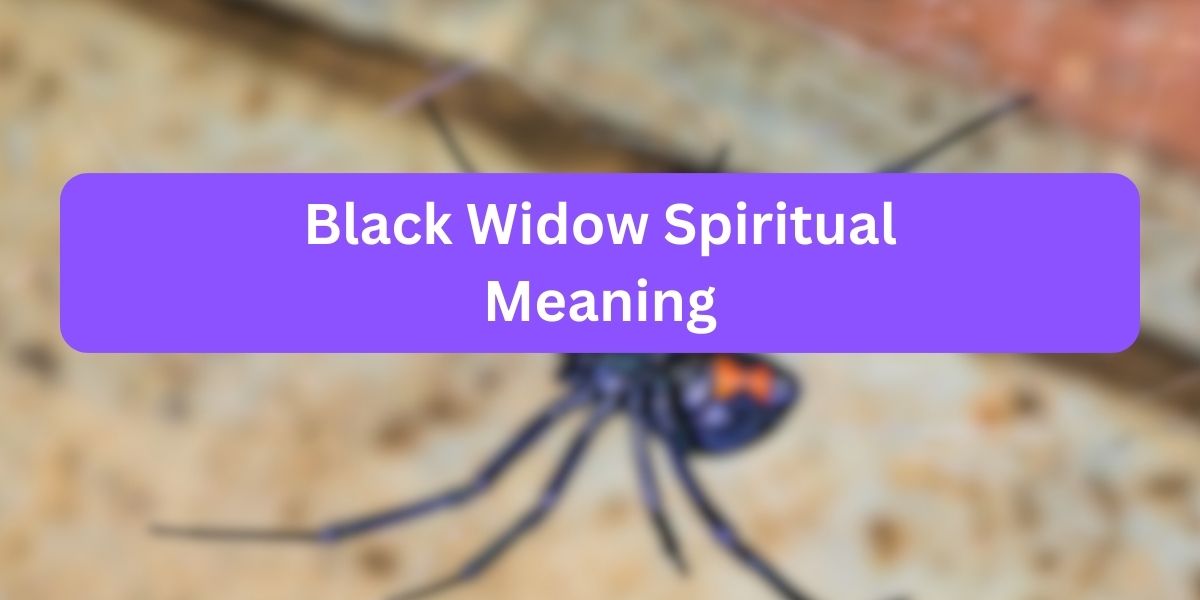 Black Widow Spiritual Meaning