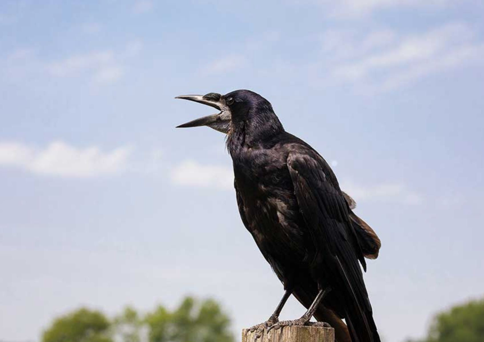 Crow Cawing Meaning Spiritual