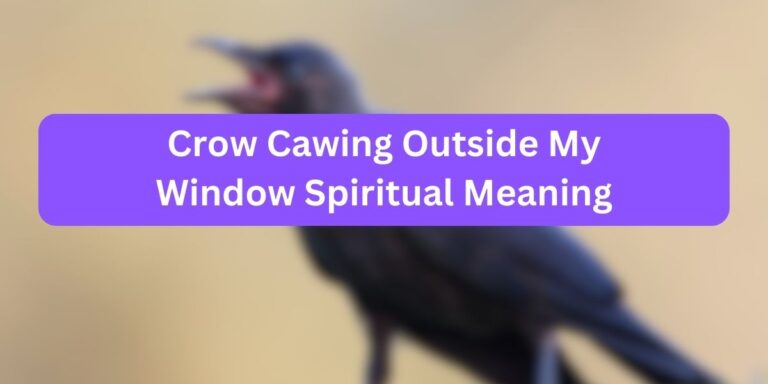 Crow Cawing Outside My Window Spiritual Meaning