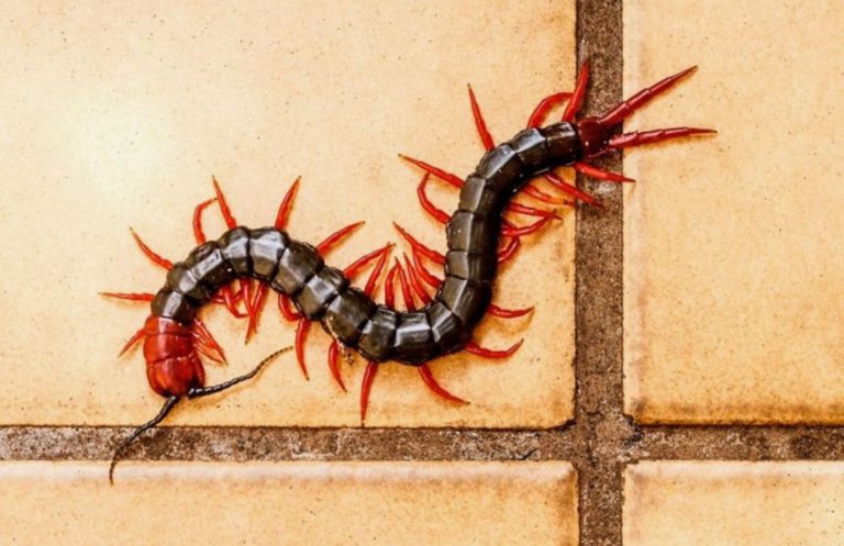 Dead Centipede Spiritual Meaning  : Exploring the Symbolic Significance