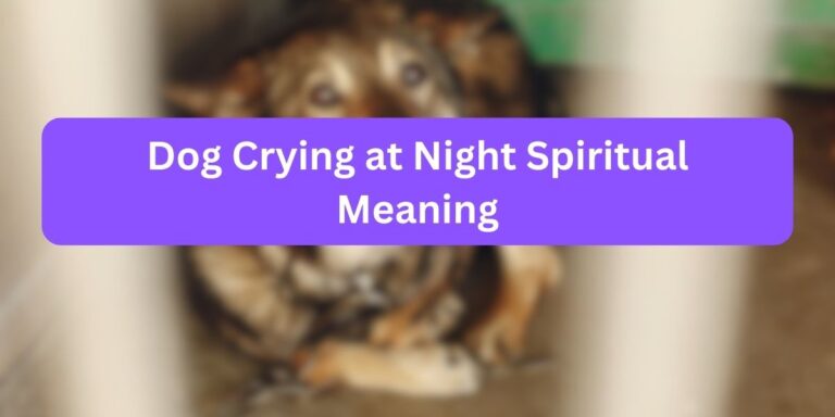 Dog Crying at Night Spiritual Meaning [Explained]