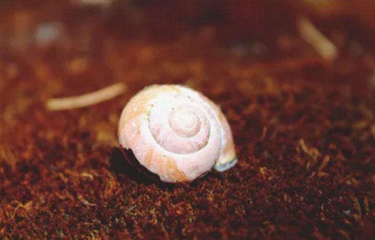 Empty Snail Shell Spiritual Meaning  : Exploring the Deeper Symbolism